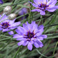 20 Blue CUPIDS DART aka ' LOVE plant ' Catananche Caerulea Flower Seeds