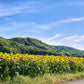 10 Early MAMMOTH RUSSIAN SUNFLOWER Helianthus Annuus Flower Seeds