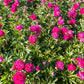 10 TREE PEONY Mountain Paeony Paeonia Suffruticosa Arborea Mixed Colors Red Pink White Purple Yellow Bicolor Flower Shrub Seeds