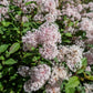 20 NEW JERSEY TEA Hummingbird Flower Ceanothus Americanus White Light Pink Shrub Seeds