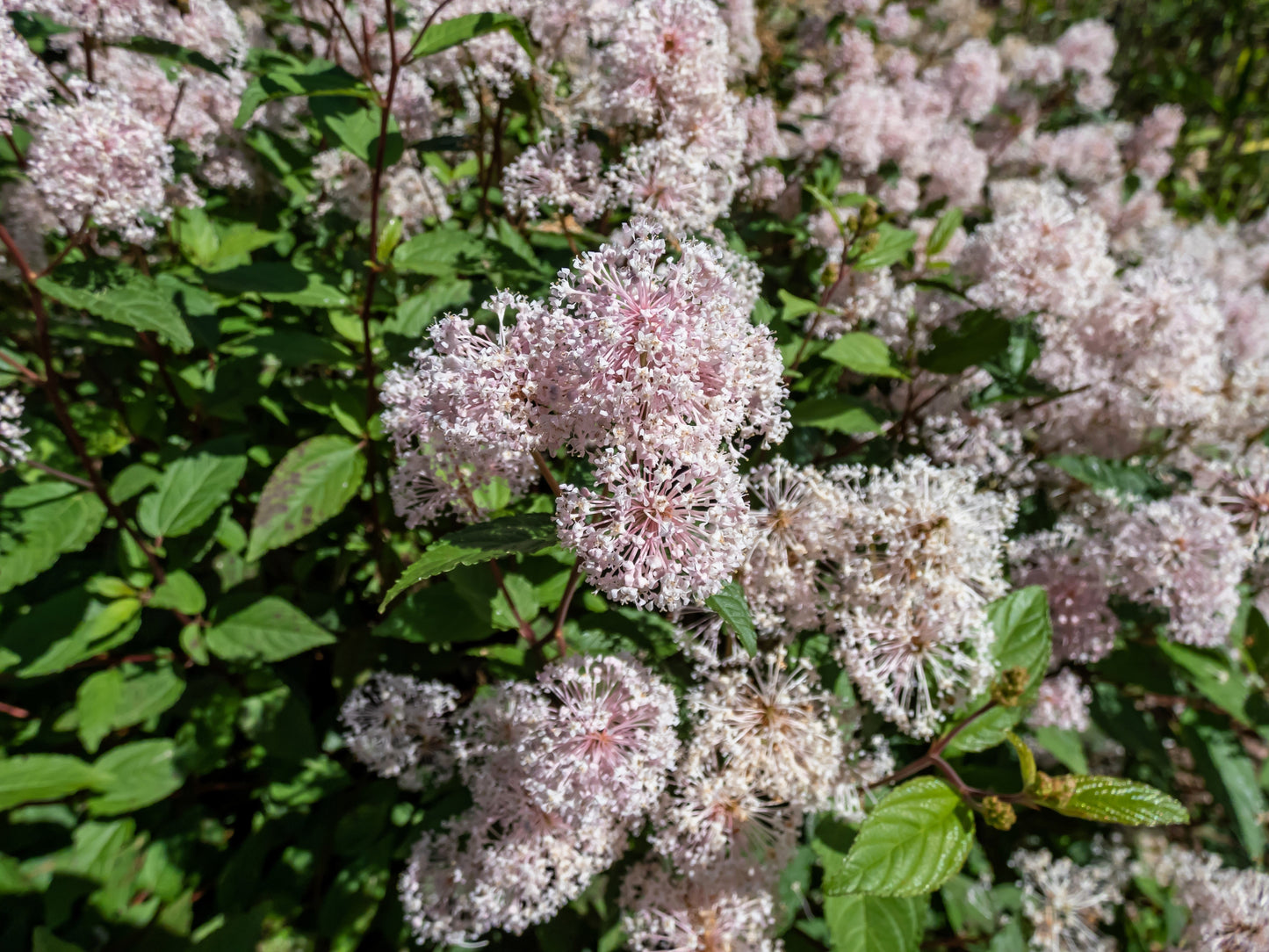 20 NEW JERSEY TEA Hummingbird Flower Ceanothus Americanus White Light Pink Shrub Seeds