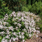 20 NEW JERSEY TEA Hummingbird Flower Ceanothus Americanus White Light Pink Shrub Seeds