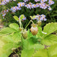 100 YELLOW WONDER STRAWBERRY Everbearing Heirloom Alpine Fragaria Vesca Yellow Berry Fruit Seeds