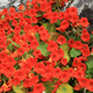 25 Dwarf RED EMPRESS NASTURTIUM Tropaeolum Majus Nanum Hummingbird Flower Seeds