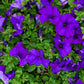 100 DWARF Alderman BLUE PETUNIA Nana Compacta Purple Flower Seeds