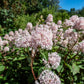 20 NEW JERSEY TEA Hummingbird Flower Ceanothus Americanus White Light Pink Shrub Seeds