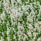 20 WHITE LAVENDER English Lavandula Angustifolia Herb Flower Seeds