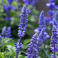 500 BLUE BEDDER SAGE Salvia Farinacea Flower Seeds