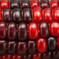 35 BLOODY BUTCHER Red CORN Edible & Ornamental Heirloom Zea Mays Vegetable Seeds