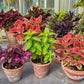 100 Mixed Colors COLEUS RAINBOW MIX Shade Houseplant Solenostemon Flower Seeds