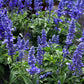 500 BLUE BEDDER SAGE Salvia Farinacea Flower Seeds