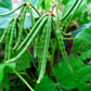 150 MUNG BEAN Moong Sprouts Golden Gram Green Vigna Radiata Vegetable Seeds