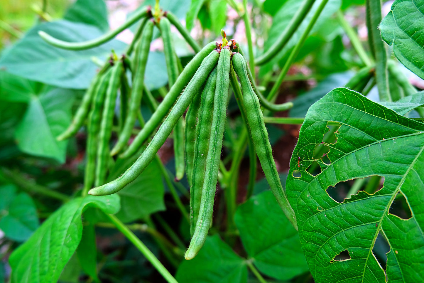 150 MUNG BEAN Moong Sprouts Golden Gram Green Vigna Radiata Vegetable Seeds