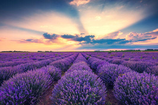 500 True ENGLISH LAVENDER VERA Lavandula Angustifolia Vera Herb Purple Flower Seeds