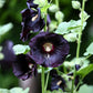 25 BLACK HOLLYHOCK Alcea Rosea Nigra Flower Seeds