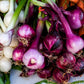 100 SCARLET BANDIT Bunching ONION Red Allium Cepa Vegetable Seeds