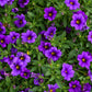 100 PURPLE PETUNIA Hybrida Pollinator Garden Container Flower Seeds