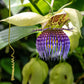20 PURPLE PASSION FRUIT Passionflower Granadilla Passiflora Edulis Flower Vine Seeds