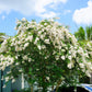 35 WHITE CREPE MYRTLE Lagerstroemia Indica Flowering Shrub Bush Small Tree Seeds