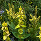 30 GREAT YELLOW GENTIAN Gentiana Lutea Herb Flower Seeds