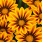 30 Mixed Colors GAZANIA Rigens Treasure Flower Seeds