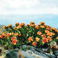 25 ROSEROOT STONECROP Golden Rose Root Sedum Rhodiola Rosea Yellow Succulent Flower Seeds