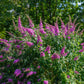 50 VIOLET BUTTERFLY BUSH Buddleja Davidii Purple Flower Seeds