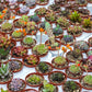 50 CACTUS MIX 'Finest Mixed' Succulent Flower Plant Seeds