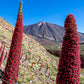 25 TOWER OF JEWELS Red Bugloss Echium Wildpretii Ruby Hummingbird Flower Seeds