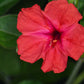 75 MIXED FOUR O CLOCK aka Marvel of Peru Mirabilis Jalapa Flower Seeds