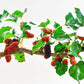 15 Red MULBERRY Morus Rubra Black Fruit Shrub Tree Seeds