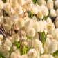 100 BUNNY TAILS GRASS (Hares Tail) Ornamental Lagurus Ovatus Seeds