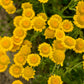 250 GOLDEN MARGUERITE DAISY Dyer's Yellow Chamomile Anthemis Tinctoria Kelwayi Cota Tinctoria  Paris Daisy Herb Flower Seeds