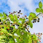 100 BLACKBERRY Fruit Bush Rubus Allegheniensis Seeds