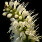 100 MINT BUSH White Elsholtzia Stauntonii Alba Chinese Mint Fragrant Shrub Seeds
