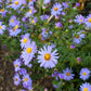 50 Blue RICE BUTTON ASTER Dumosus Flower Seeds
