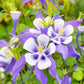 100 MIXED EUROPEAN COLUMBINE Aquilegia Flower Seeds
