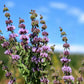 200 PENNYROYAL Mint Mentha Pulegium Herb Purple Flower Seeds