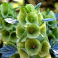 150 BELLS OF IRELAND ( Lady In The Bathtub / Shell Flower ) Moluccella Laevis Green Flower Seeds