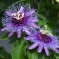 10 Purple PASSION FLOWER Passion FRUIT Granadilla Passiflora Incarnata Vine Seeds