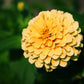 250 ISABELLINA ZINNIA Elegans Pastel Light Yellow Double Heirloom Flower Seeds