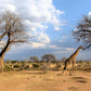 5 African BAOBAB TREE Adansonia Digitata Monkey Bread Judas Fruit Seeds