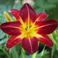 10 MIXED COLORS DAYLILY Hemerocallis Day Lily Fine Mix Red Purple Flower Seeds