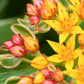 10 Bright YELLOW MILKWEED Butterfly Weed Asclepias Tuberosa Monarch Flower Seeds
