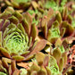 50 MOUNTAIN HOUSELEEK Hens & Chicks Sempervivum Montanum Green Red / Pink Flower Houseplant Seeds