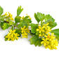20 GOLDEN CURRANT SHRUB Black Fruit Yellow Flower Ribes Chrysobotrya Aurea Seeds