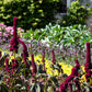 100 Organic ELEPHANT HEAD AMARANTHUS Amaranthus Gangeticus Burgundy Red Flower Seeds