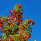 20 Tatarian FLAME MAPLE TREE Red Acer Tataricum Seeds