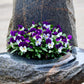 100 JOHNNY JUMP UP Violet Viola Tricolor Flower Seeds