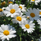 1000 DWARF White SHASTA DAISY Chrysanthemum Maximum Flower Seeds